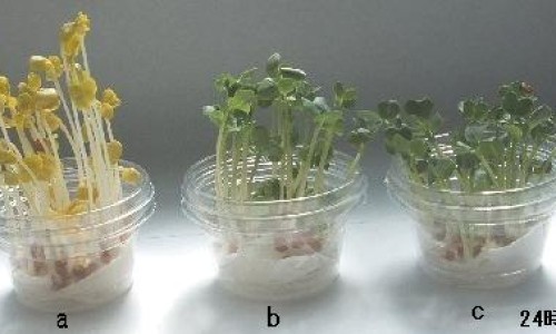 达克宁对身体有害吗-达克宁副作用大吗网 | 达克宁的副作用和禁忌症,达克宁付作用是什么
